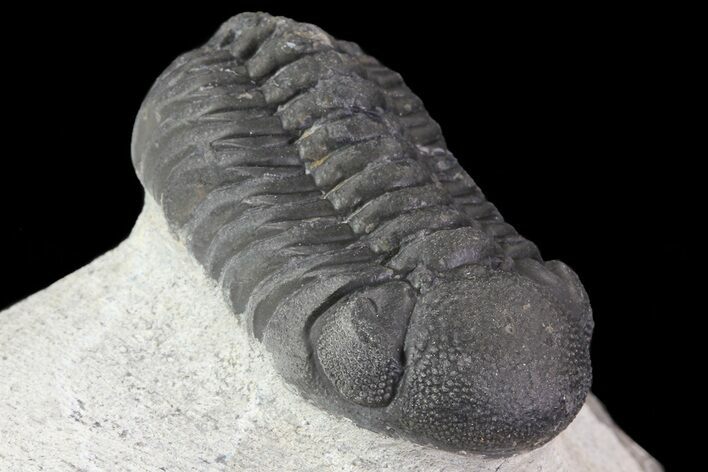 Bargain, Austerops Trilobite - Morocco #67874